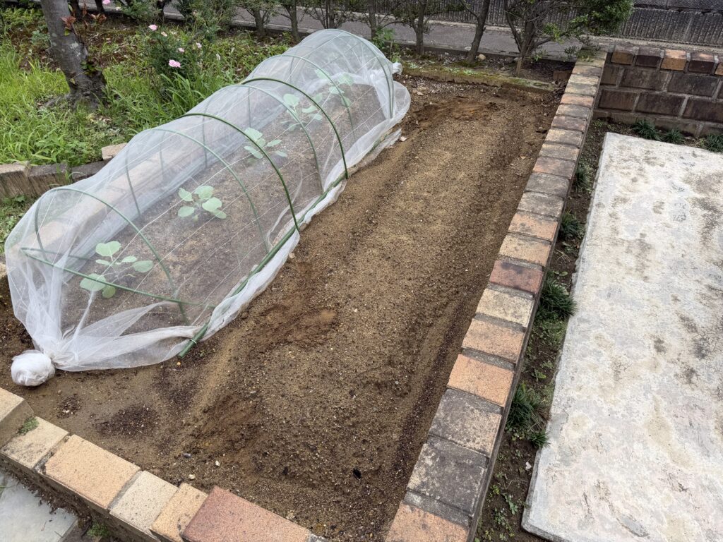 雨と動物で崩れた部分を補修したダイコン用の畝