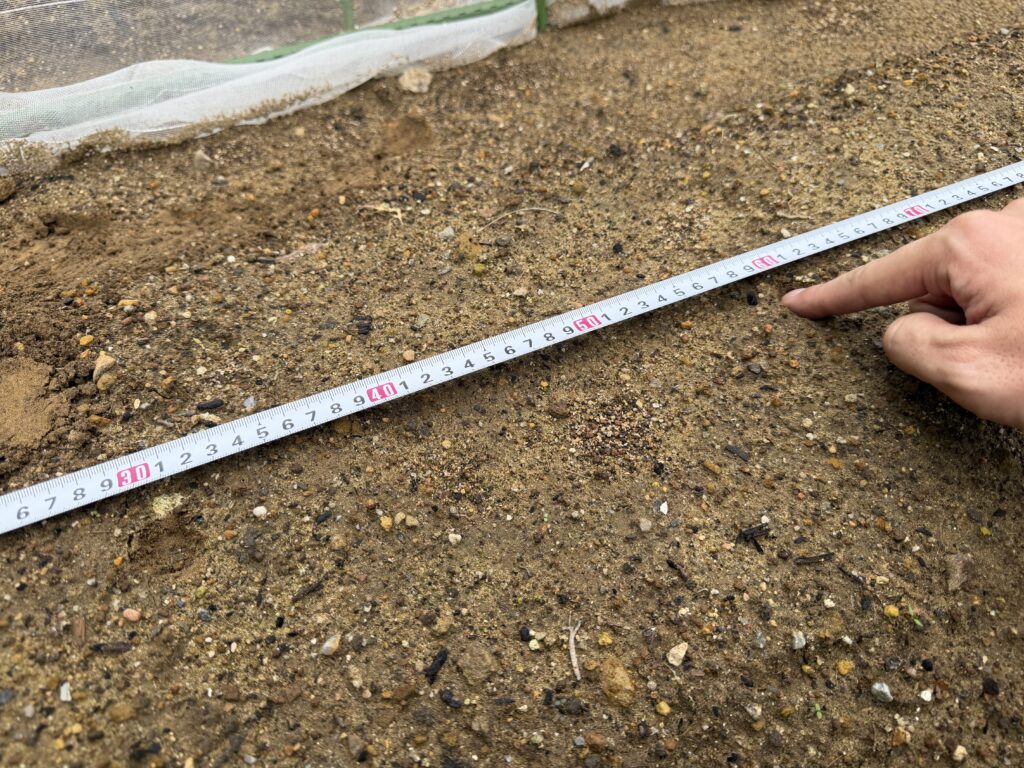 ダイコン畝の中央にメジャーを当てて株間30cmのまき位置を決める様子