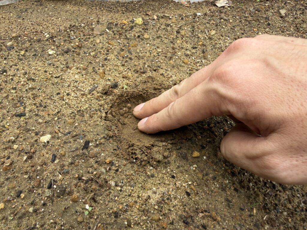 ダイコンの種まき用に指で深さ約1cmのまき穴を作る様子