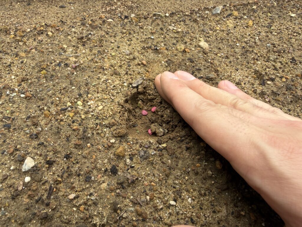 ダイコンの種をまいた穴に土をかぶせている様子