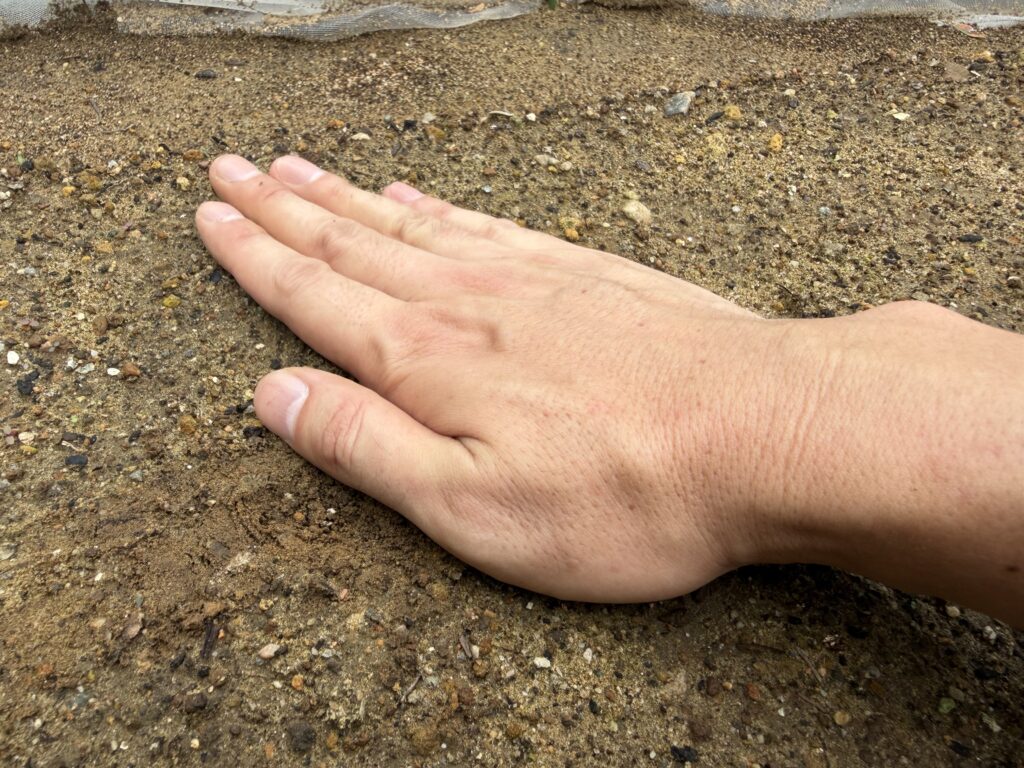 ダイコンの種まき後に手のひらで土を軽く鎮圧している様子