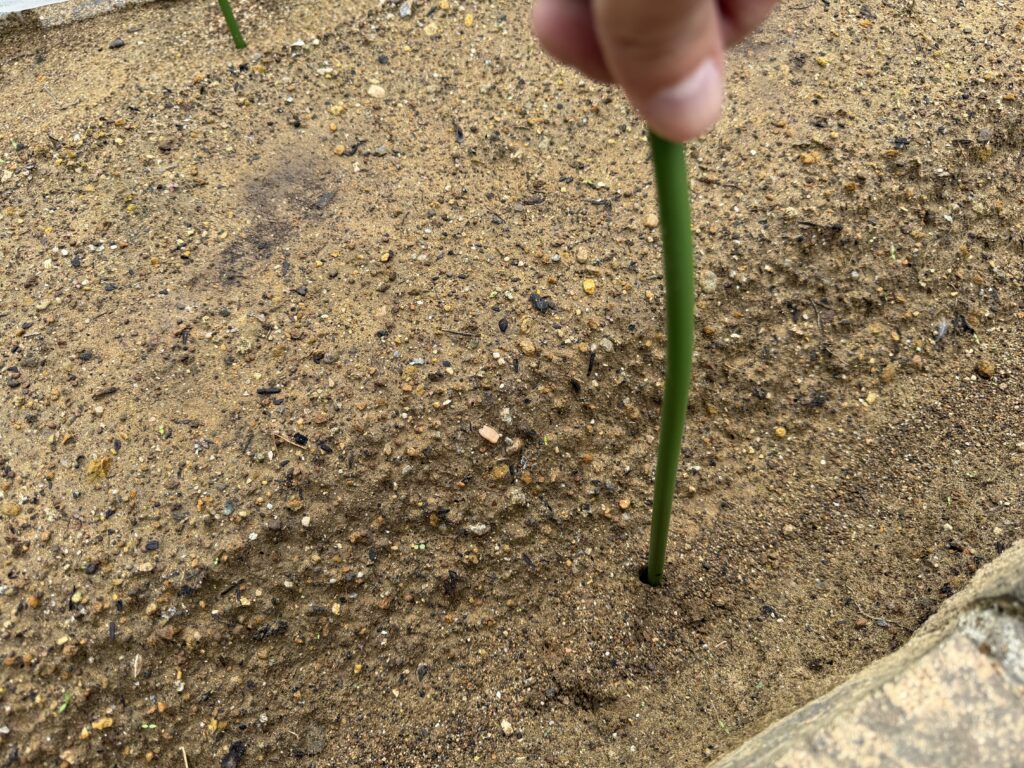 ダイコン畝に防虫ネット用のトンネル支柱を差し込んでいる様子
