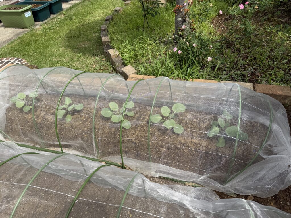 植え付け9日後のキャベツ「早生 秋徳」5株を防虫ネット越しに確認した様子