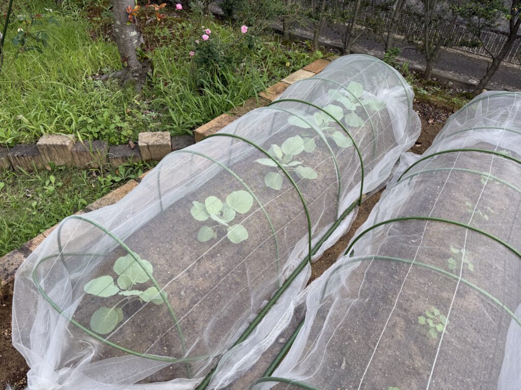 植え付け2週間後に葉が大きくなったキャベツ「早生 秋徳」5株