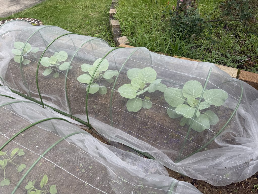 植え付け18日後に葉を広げて育つキャベツ「早生 秋徳」5株
