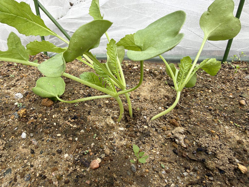1回目の間引き後に3本を残したダイコン「耐病総太り」