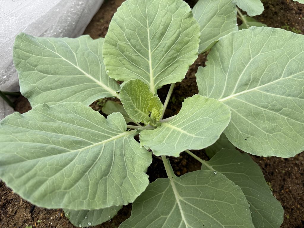 キャベツ「早生 秋徳」の中心から伸びる新しい葉と生長点