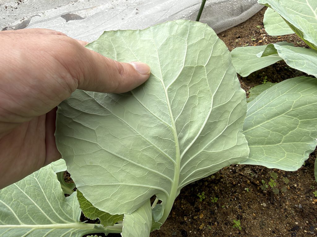 キャベツ「早生 秋徳」の葉裏をめくって害虫を確認している様子
