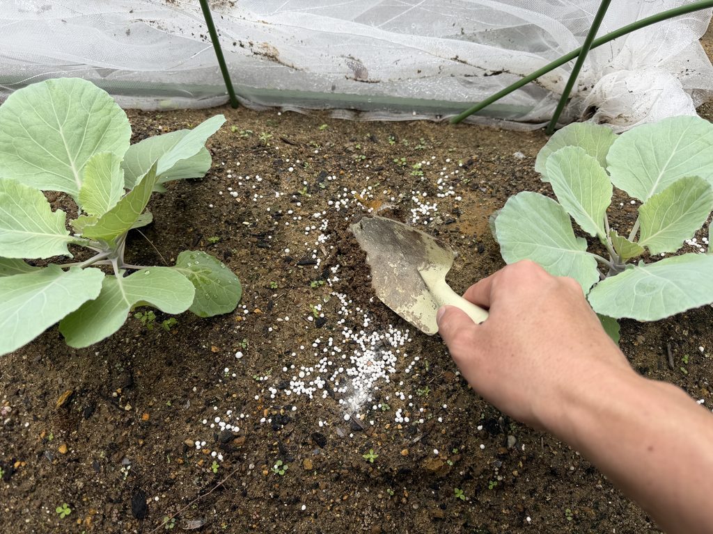 キャベツの追肥として撒いた化成肥料を表土と浅くなじませている様子