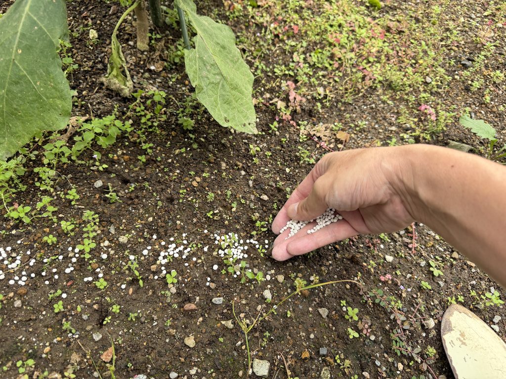 ナスの株元から少し離れた土へ粒状肥料をまいている様子
