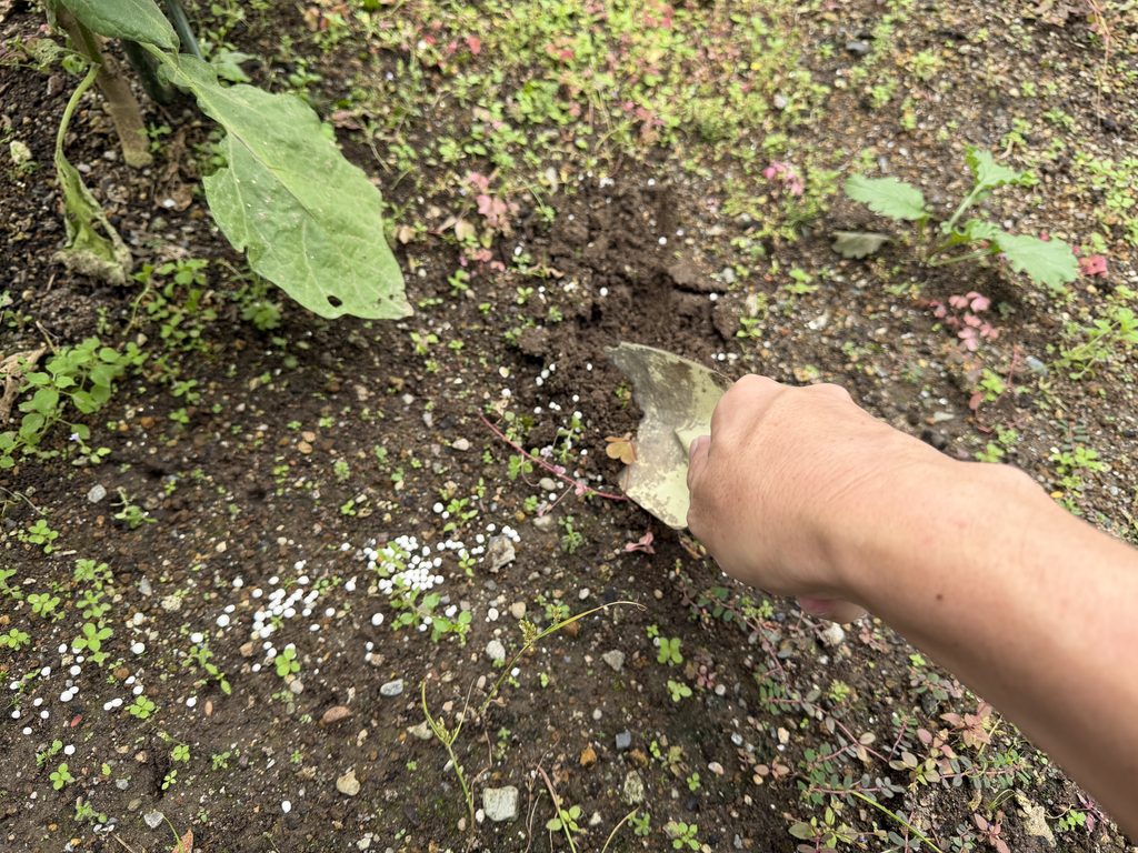 ナスへまいた粒状肥料をシャベルで土となじませている様子