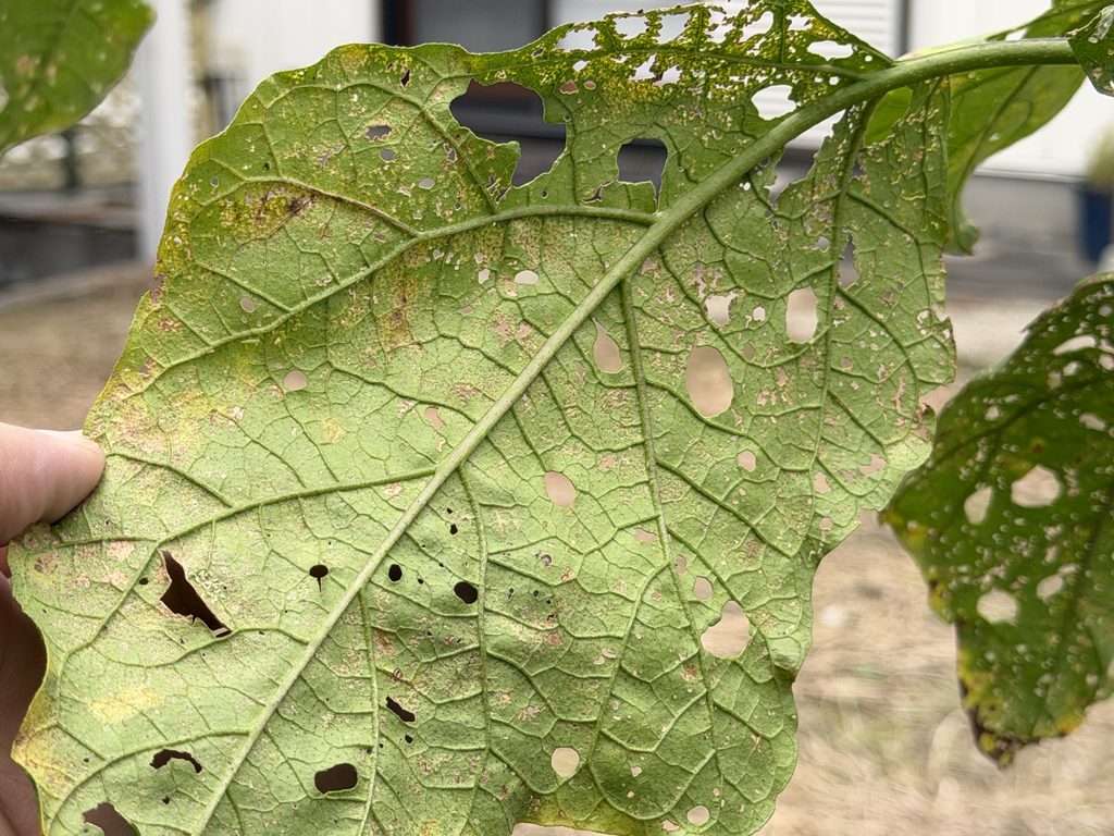 食害によって大小の穴が開いたナスの葉の裏側