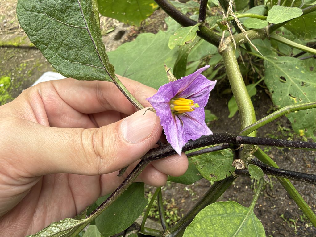 9月27日に株で咲いている紫色のナスの花