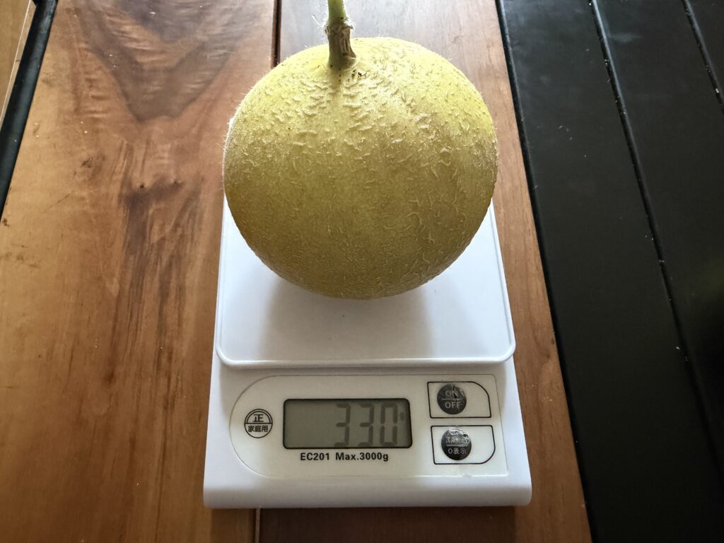 左株から収穫した重さ330gのころたん