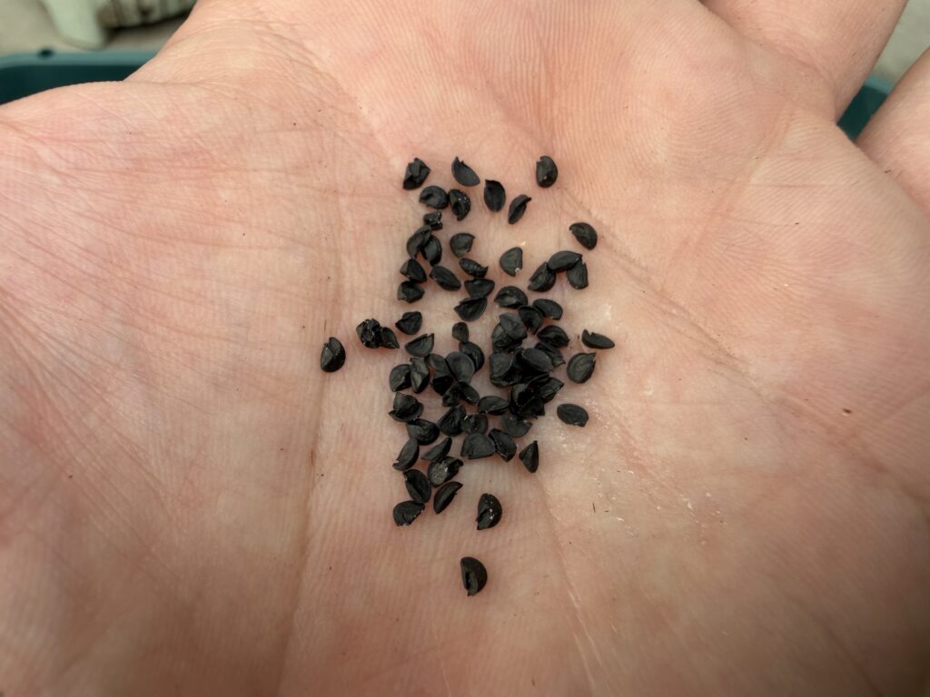 手のひらに出した葉ネギ京千緑の黒い種
