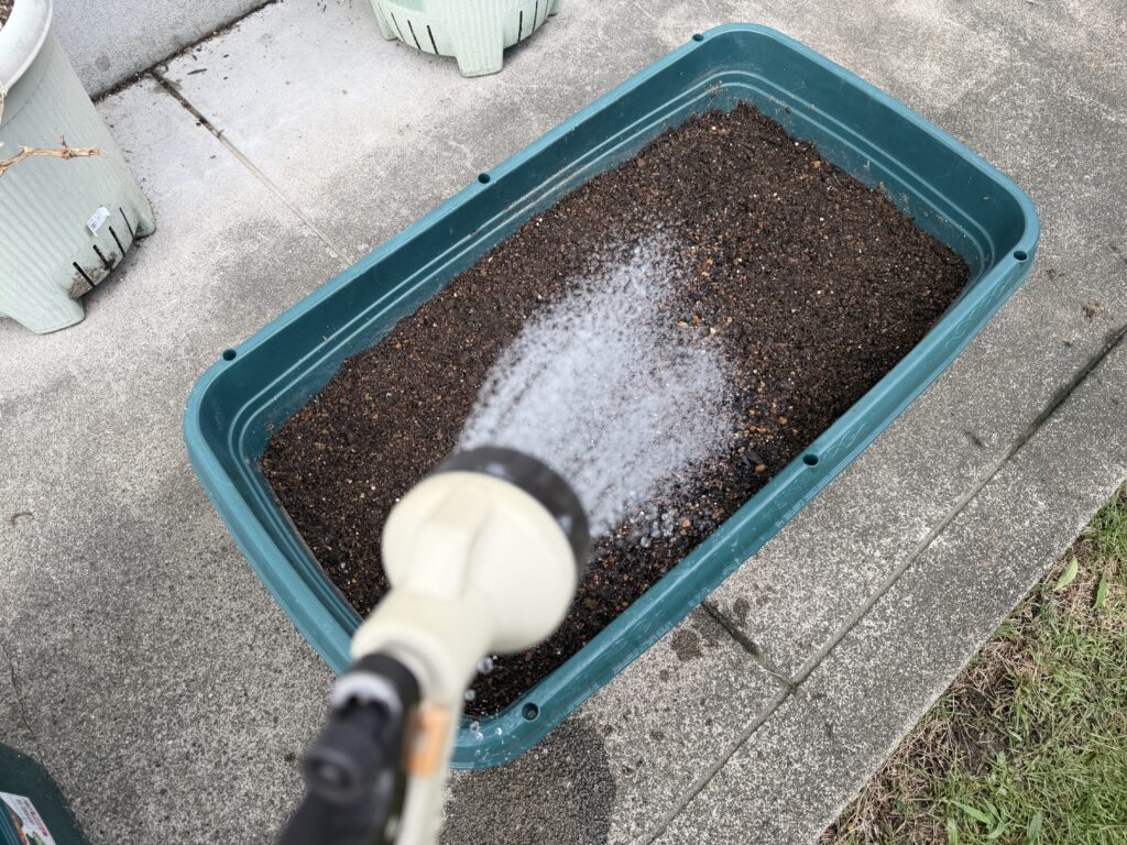 京千緑を種まきした720型プランターへ水やりする様子