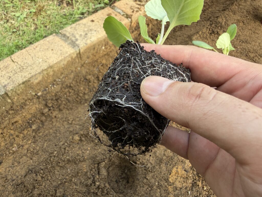  白い根が回ったキャベツ「早生 秋徳」の根鉢