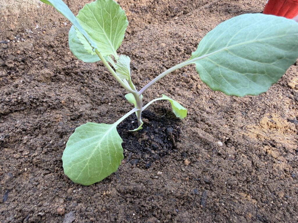 キャベツ「早生 秋徳」の苗を畝へ植え付けた様子