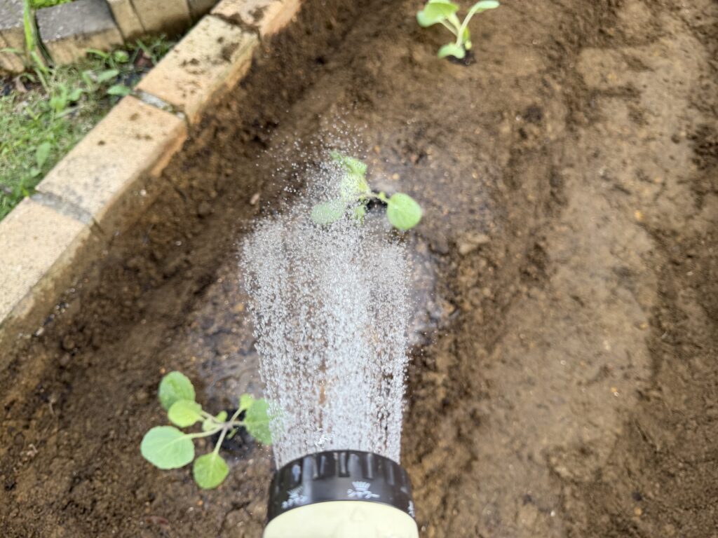 植え付けたキャベツ「早生 秋徳」にたっぷり水やりしている様子
