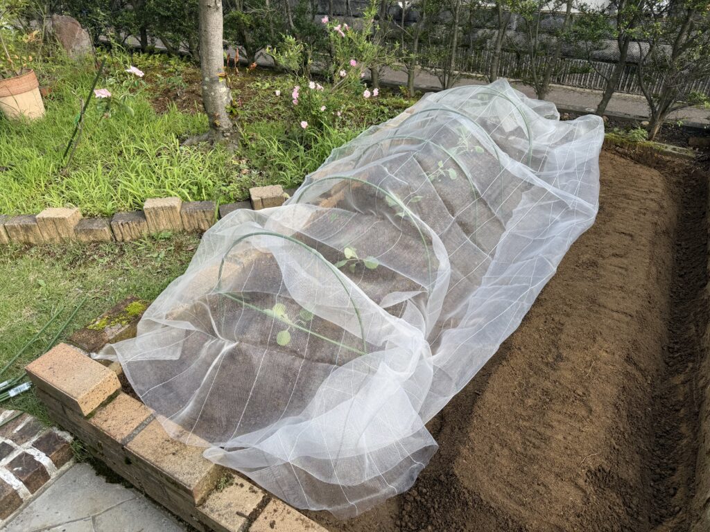 トンネル支柱に幅1.8mの防虫ネットをかぶせたキャベツ畝
