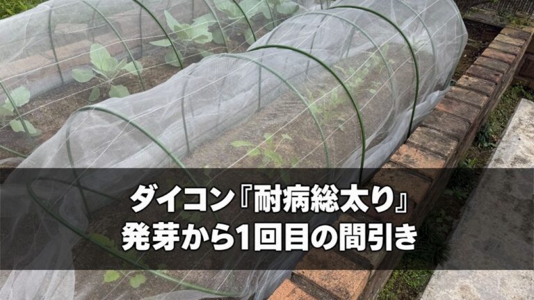 防虫ネットをかけた1回目の間引き後のダイコン「耐病総太り」の様子