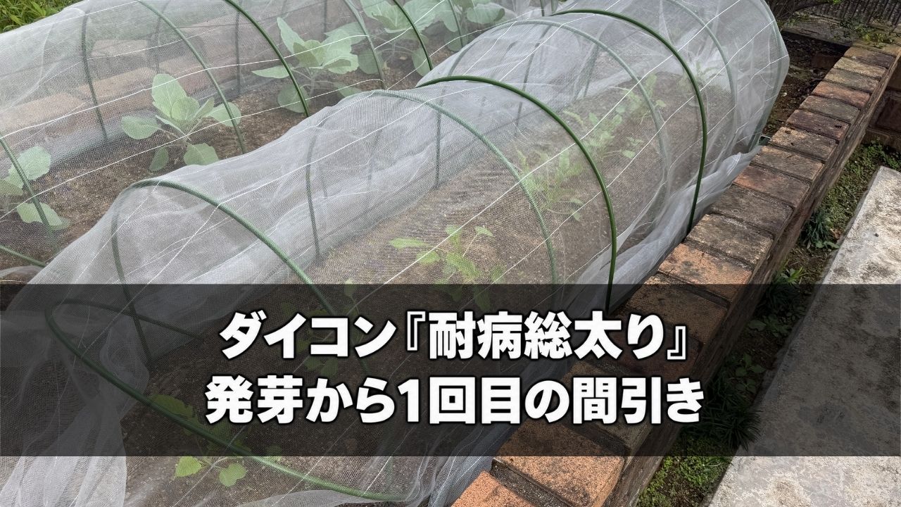 防虫ネットをかけた1回目の間引き後のダイコン「耐病総太り」の様子