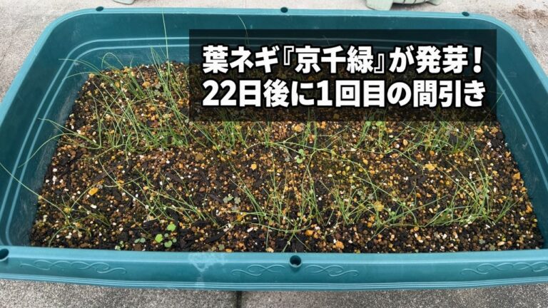 プランターに間引き前の京千緑の苗が並んでいる様子