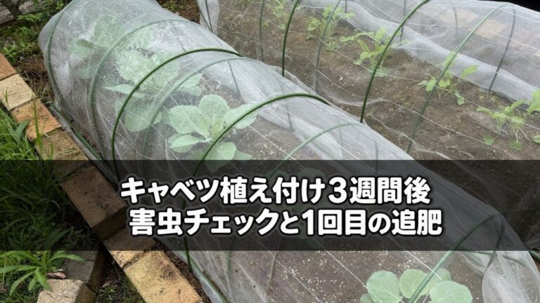 1回目の追肥を行ったキャベツの様子