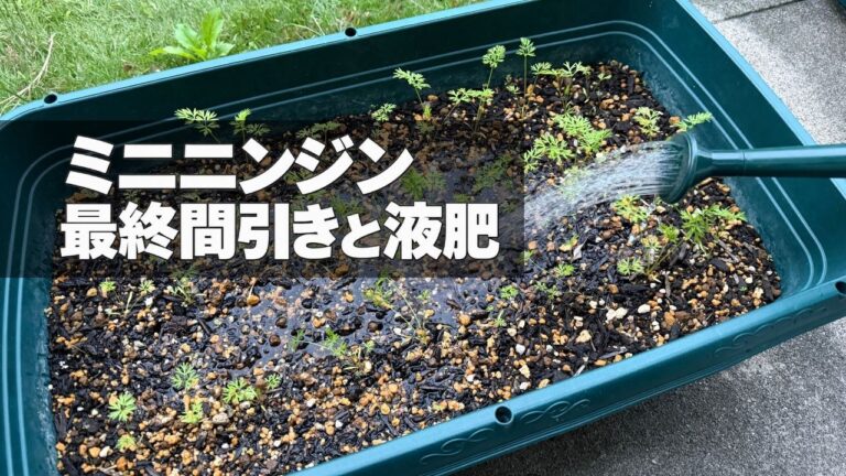 ミニニンジン「ピッコロ」に液肥を与えている様子
