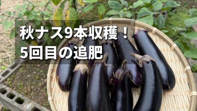 9月27日に9本収穫したナス