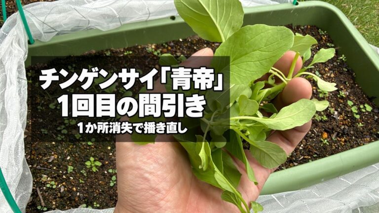チンゲンサイ「青帝」を間引いた様子