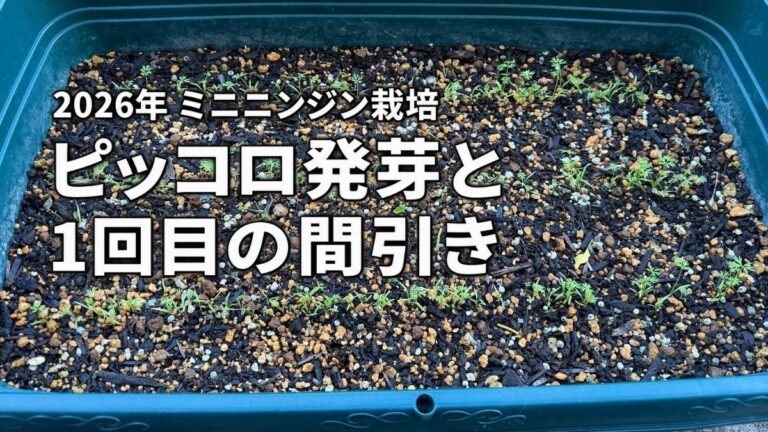 ミニニンジン「ピッコロ」の発芽後、1回目の間引きを終えたプランター