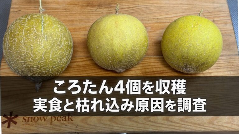 木製のまな板に並べた、網目模様のある1個と模様の少ない2個の収穫したころたん