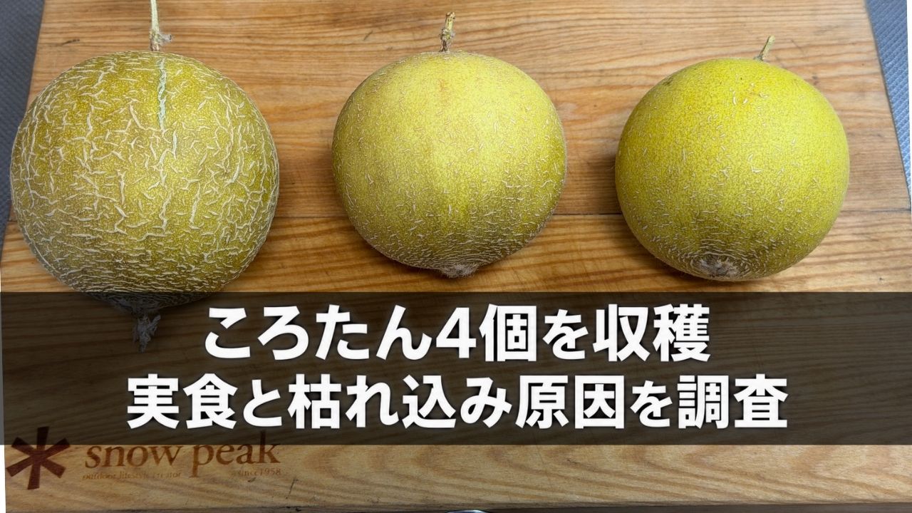 木製のまな板に並べた、網目模様のある1個と模様の少ない2個の収穫したころたん