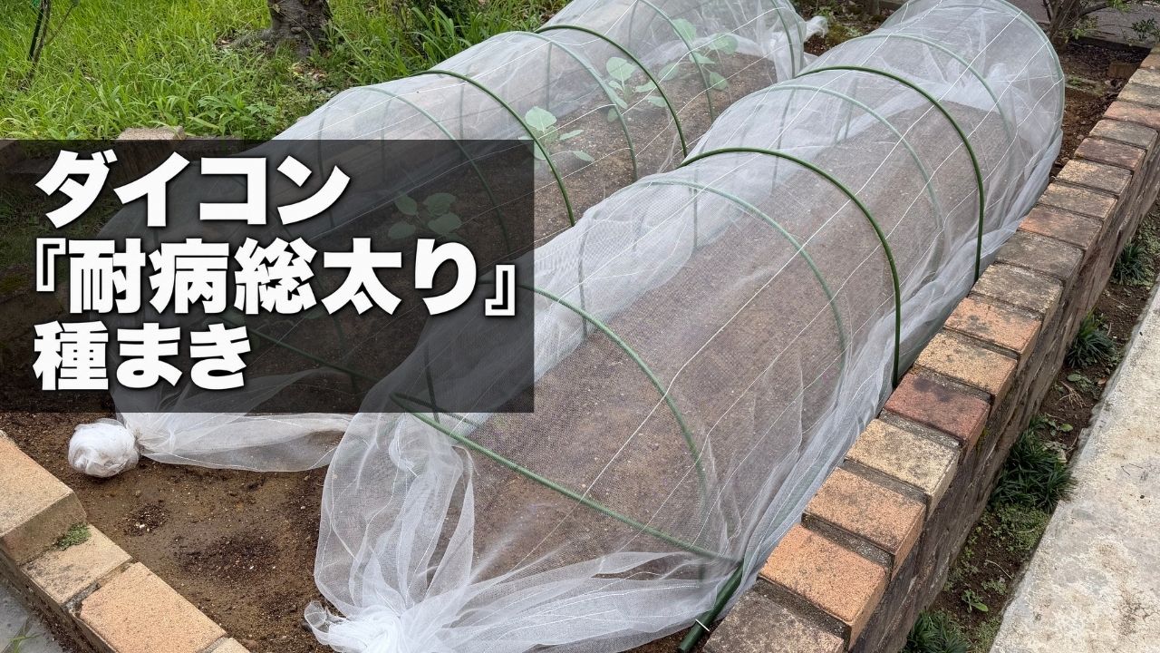 ダイコン「耐病総太り」の種まき後に防虫ネットを設置した畑