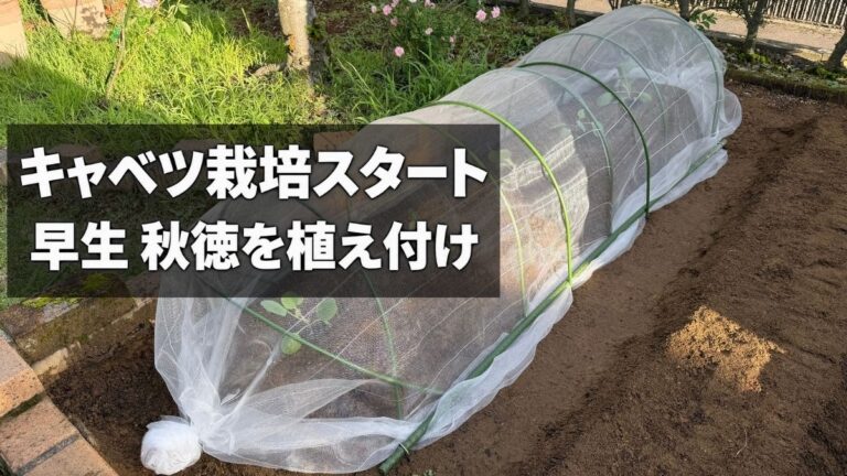 キャベツ「早生 秋徳」を植え付け、防虫ネットを設置した畝