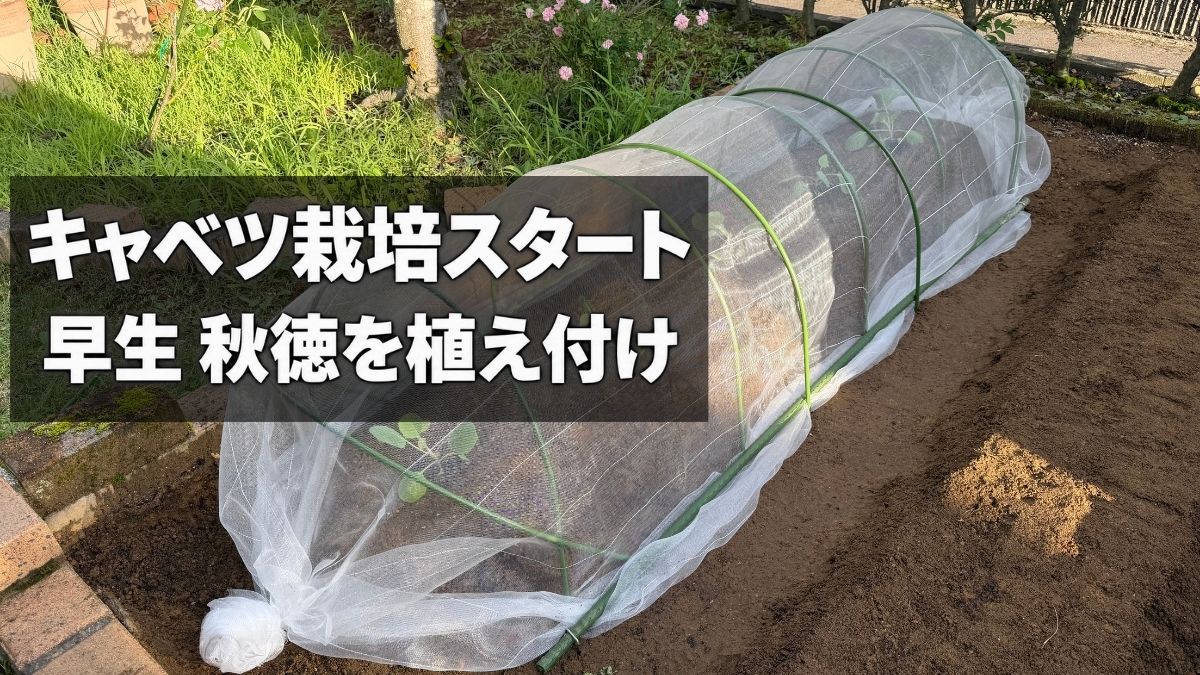 キャベツ「早生 秋徳」を植え付け、防虫ネットを設置した畝