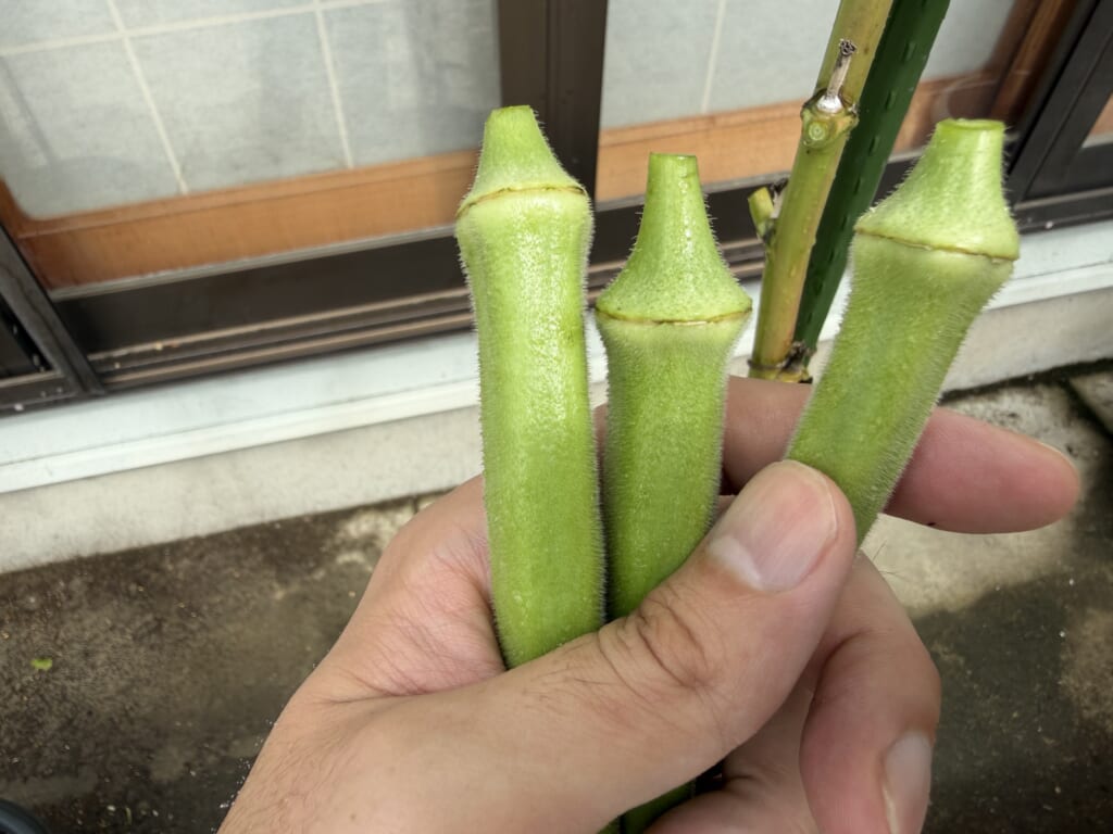 9月12日に収穫した少し大きめの丸オクラ3本