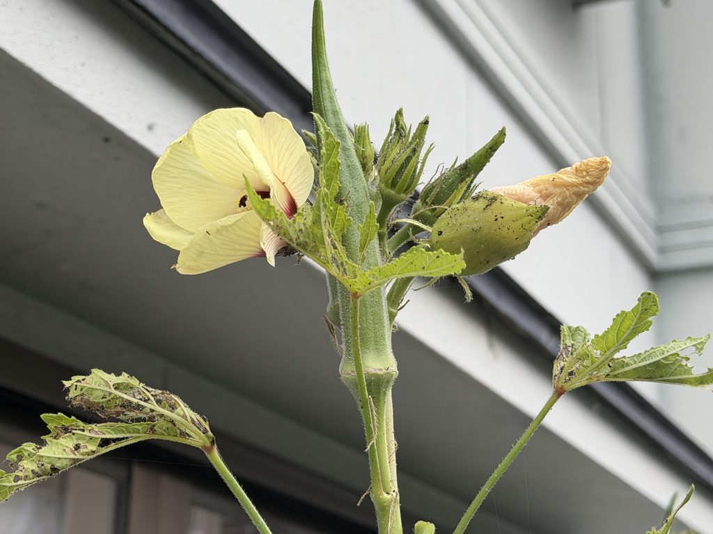 丸オクラの花の近くにある新芽へ集まった黒いアブラムシ