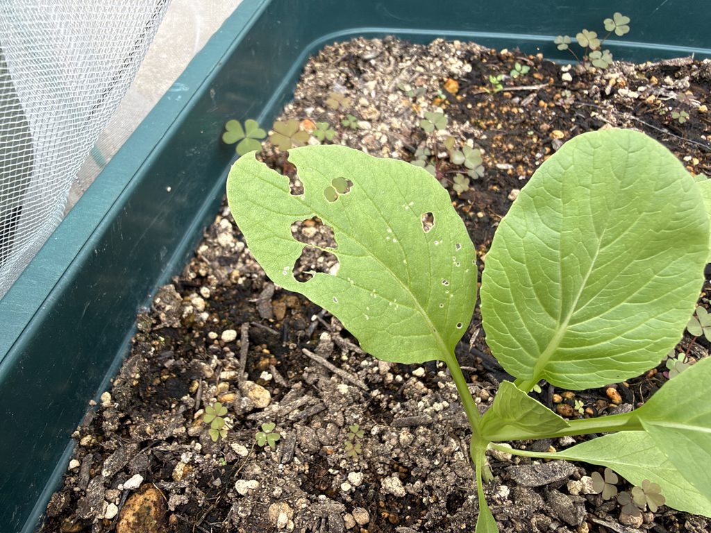 害虫に食べられて穴が開いたチンゲンサイの葉