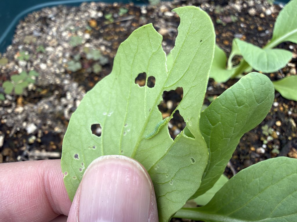 チンゲンサイの葉を食べていた緑色の幼虫