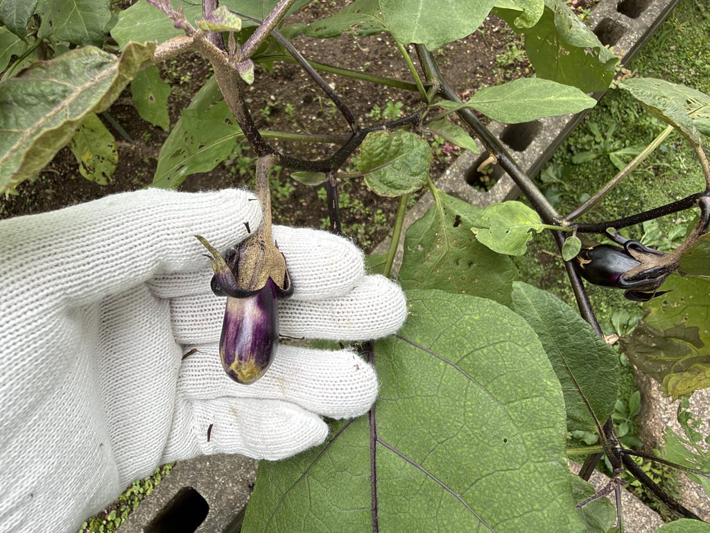 軍手を添えて大きさを確認している千両2号ナスの小さな実
