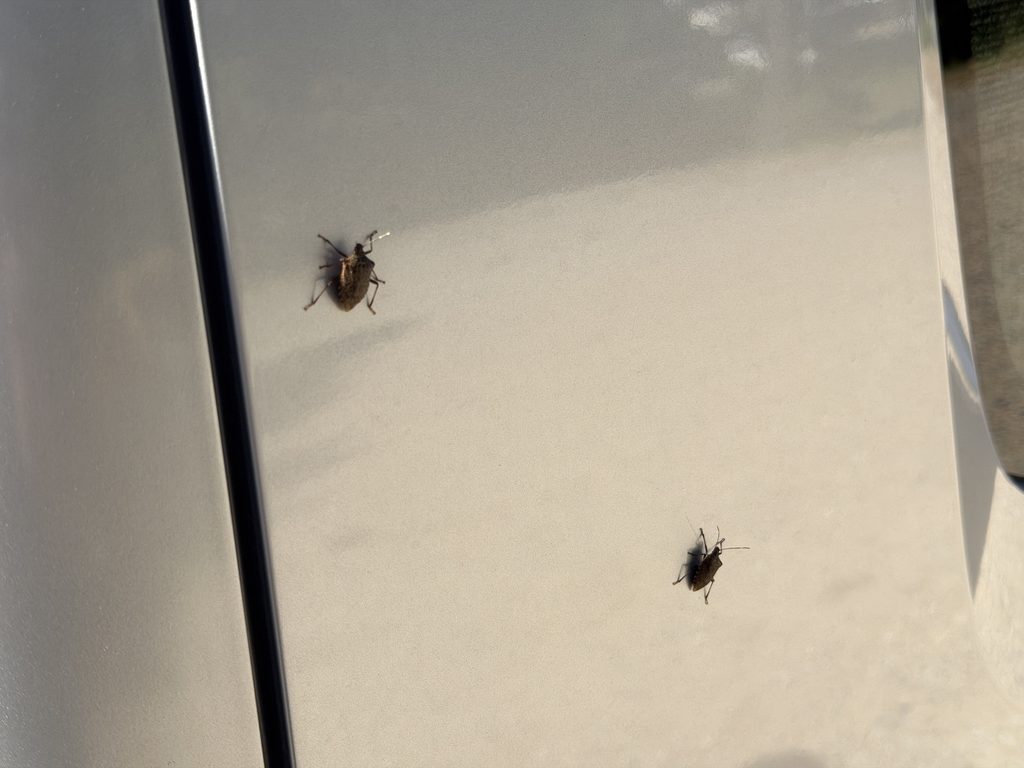 エブリイの車体にとまった2匹の茶色い虫