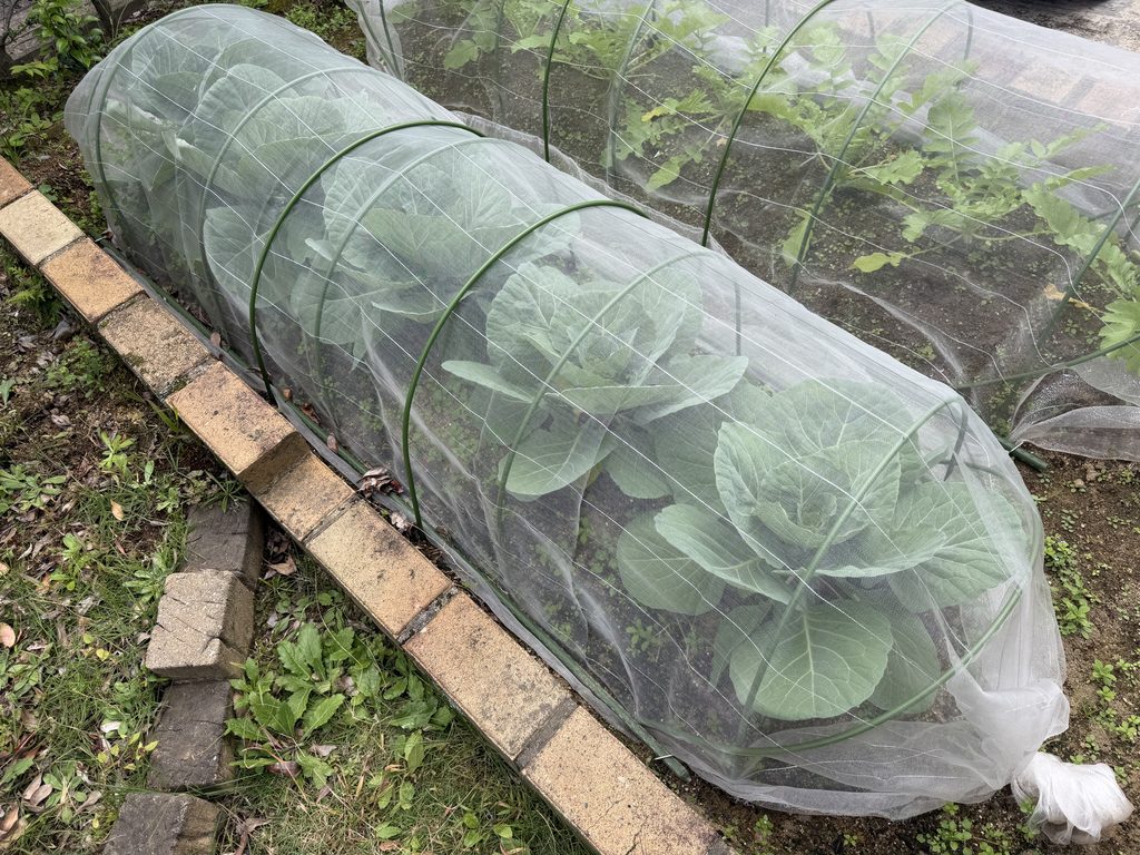 植え付け43日後に外葉が大きくなり中心葉が立ち上がってきたキャベツ5株