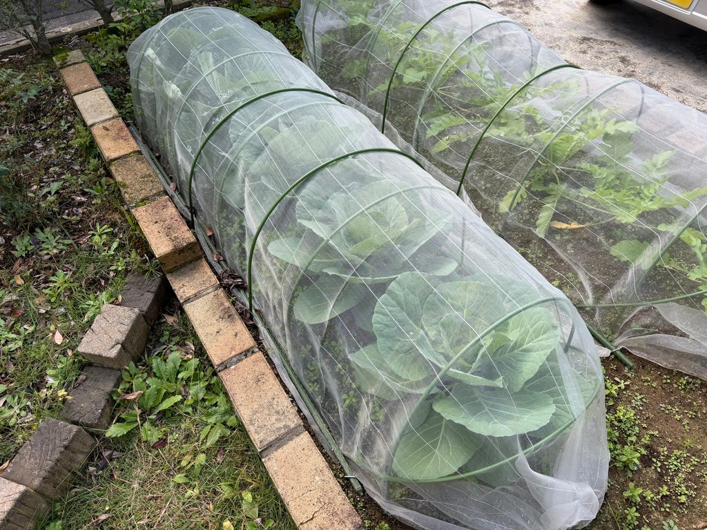 植え付け48日後に大きく育ち防虫ネット内が混み合ってきたキャベツ5株