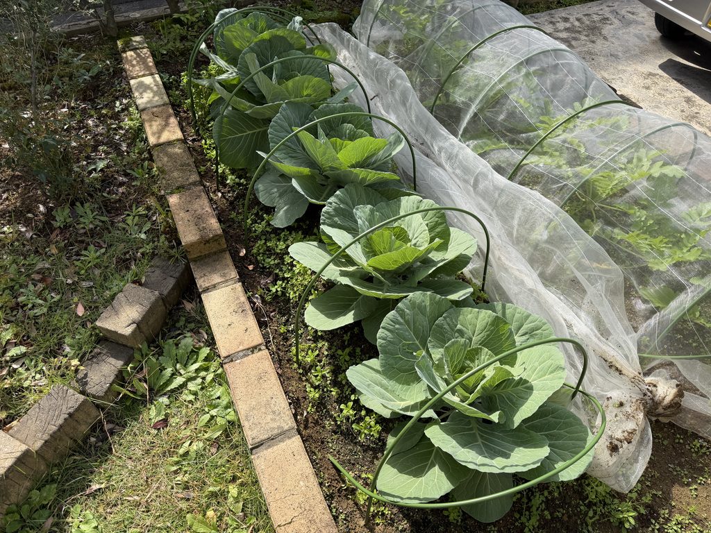 防虫ネットを開けて生育と結球の進み具合を確認したキャベツ「早生 秋徳」5株