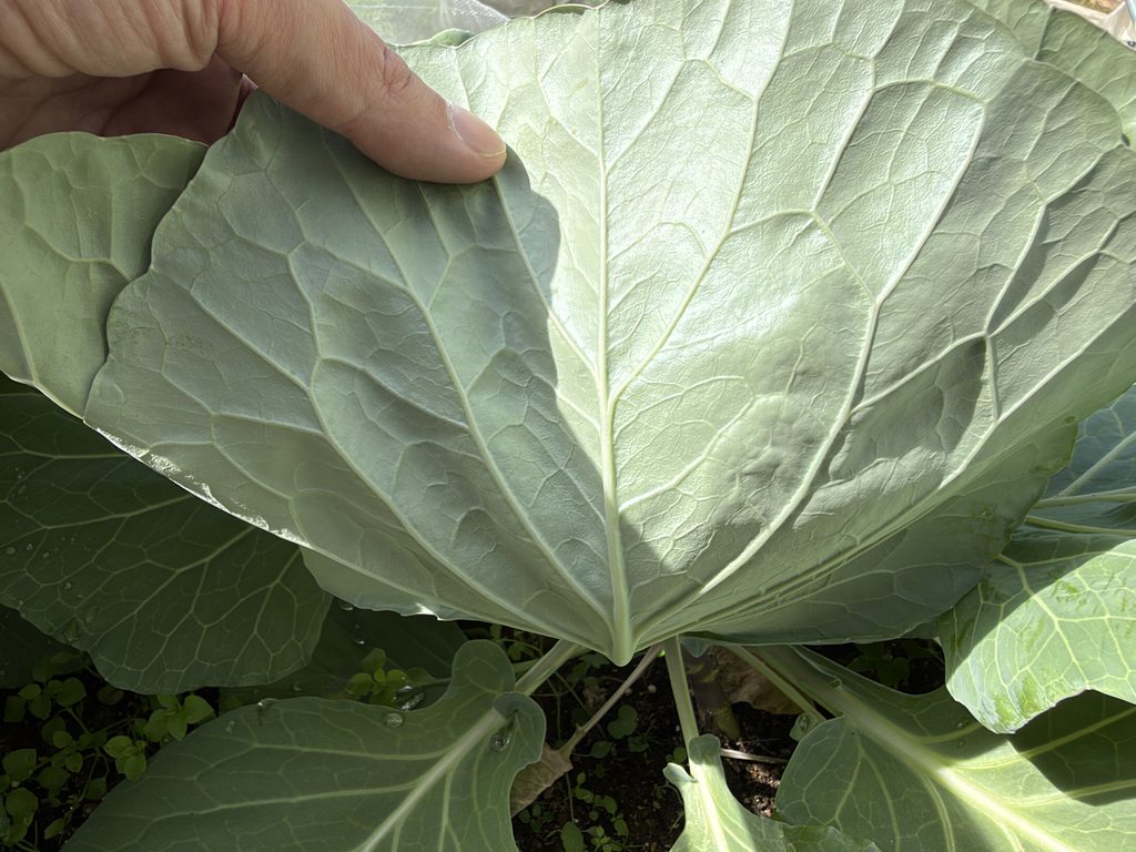 結球が始まったキャベツの外葉を持ち上げ、害虫やフンの有無を確認している様子