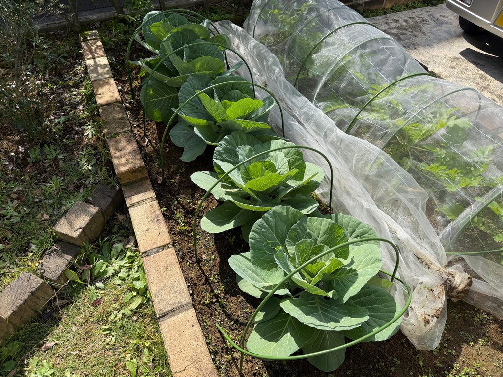 結球が始まったキャベツ「早生 秋徳」5株の株元と株間を除草した後の様子