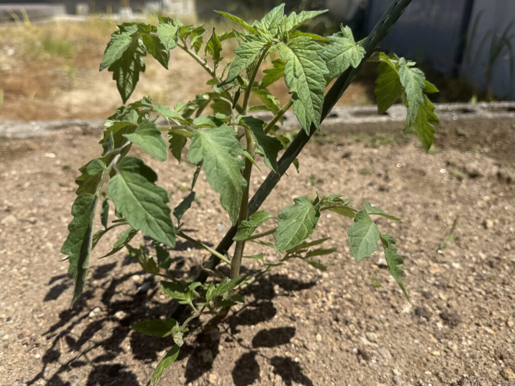 植え付け後に葉を広げて元気になってきたトマト桃太郎の株