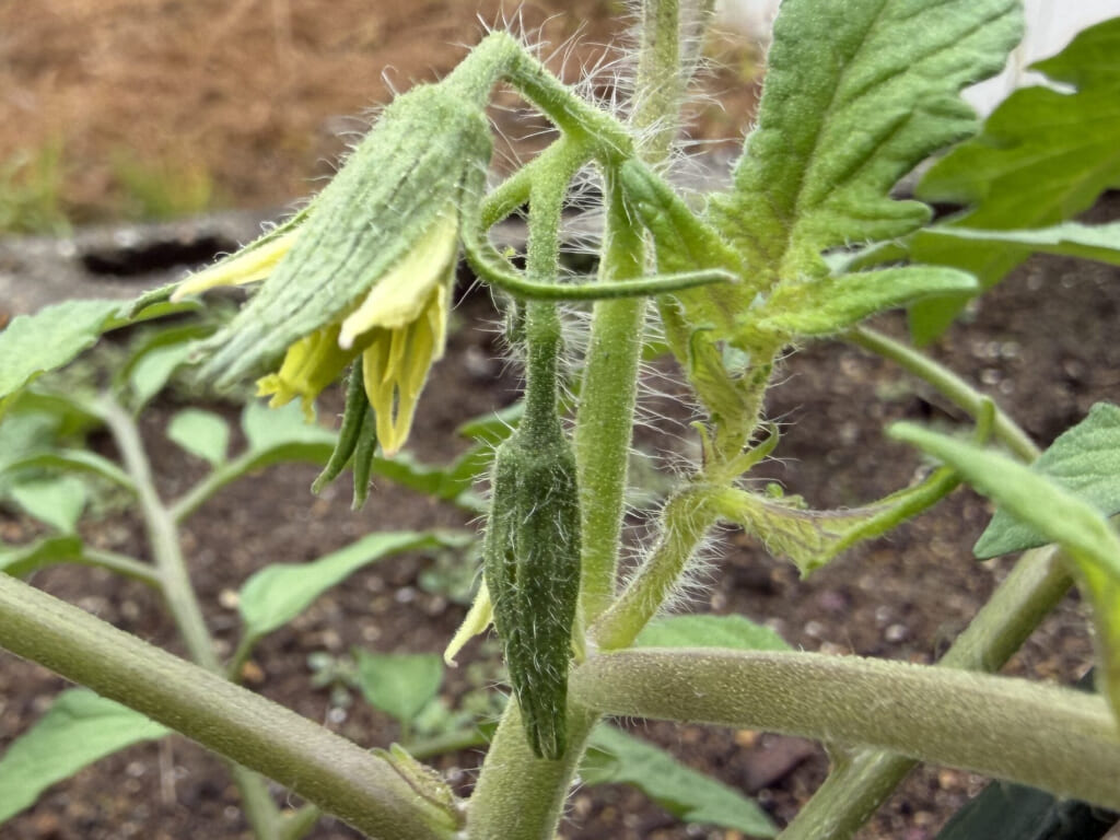 植え付け後のトマト桃太郎に黄色い花が咲いた様子